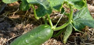 Cómo utilizar correctamente el fertilizante nitrofoska para pepinos.