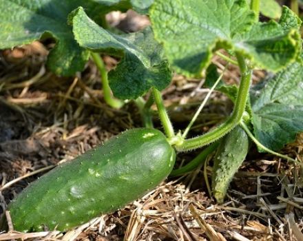 Cómo utilizar correctamente el fertilizante nitrofoska para pepinos.