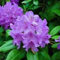 70 species and varieties of rhododendrons with description and characteristics