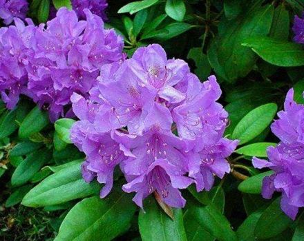 70 spesies dan jenis rhododendron dengan penerangan dan ciri