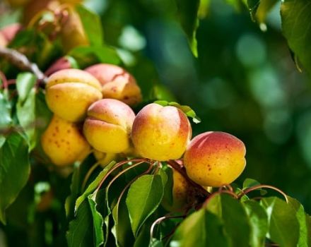 Keterangan mengenai kepelbagaian Apricot dan ciri hasil dan ketahanan fros