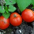 Caractéristiques et description de la variété de tomate Gruntovy Gribovsky