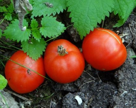 Caractéristiques et description de la variété de tomate Gruntovy Gribovsky