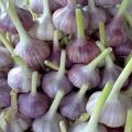 Types and names of the best varieties of garlic with a description