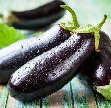 Noms et descriptions des 11 meilleures variétés d'aubergines pour la Sibérie