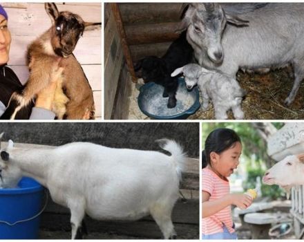 Why is it better to feed the goat after lambing to increase milk, drawing up a diet