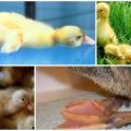 Por qué los patitos se sientan y caen de pie y el tratamiento de enfermedades en casa.