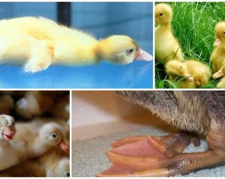 Why ducklings sit and fall on their feet and treatment of diseases at home