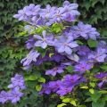 Description of the best varieties of clematis and characteristics of varieties