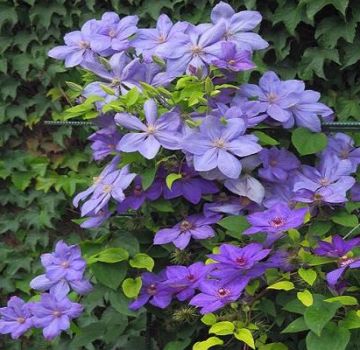 Description of the best varieties of clematis and characteristics of varieties