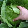 How to deal with blackleg in cabbage, what to do, the right treatment