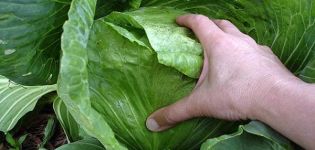 How to deal with blackleg in cabbage, what to do, the right treatment