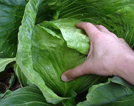 How to deal with blackleg in cabbage, what to do, the right treatment