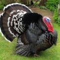 Description of turkeys of the Bronze-708 breed, maintenance and care at home