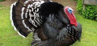 Description of Bronze-708 turkeys, maintenance and care at home