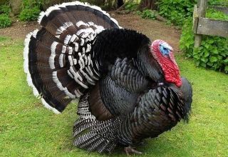 Description of turkeys of the Bronze-708 breed, maintenance and care at home