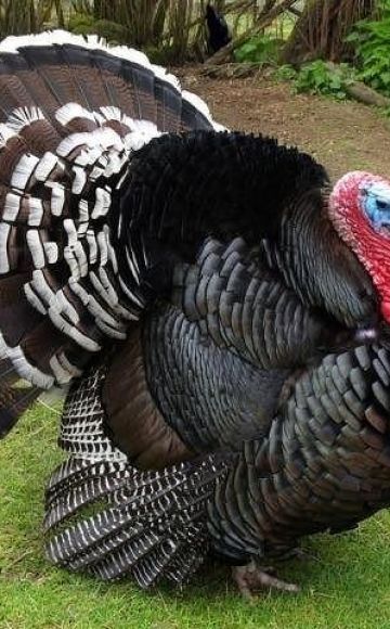 Description of turkeys of the Bronze-708 breed, maintenance and care at home