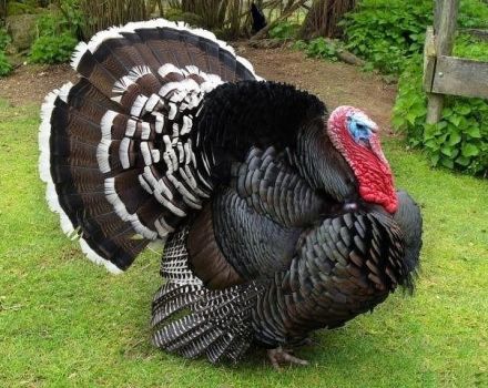 Description of Bronze-708 turkeys, maintenance and care at home