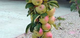 Description, caractéristiques et conditions de maturation de la pomme en colonne Président, plantation et entretien