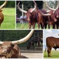 The appearance and characteristics of wild bulls and cows of the Watussi breed, breeding