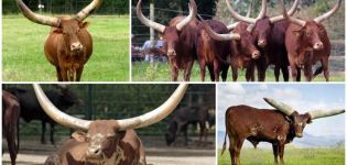 La apariencia y las características de los toros salvajes y las vacas de la raza Watussi, cría