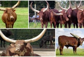 L'apparence et les caractéristiques des taureaux et vaches sauvages de la race Watussi, élevage