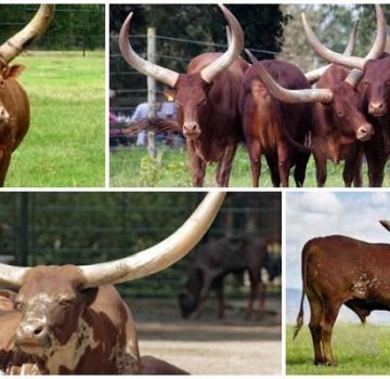 The appearance and characteristics of wild bulls and cows of the Watussi breed, breeding