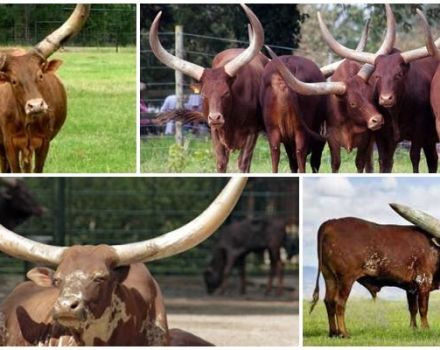 The appearance and characteristics of wild bulls and cows of the Watussi breed, breeding