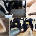 Types and composition of pelleted feed for calves, when to give