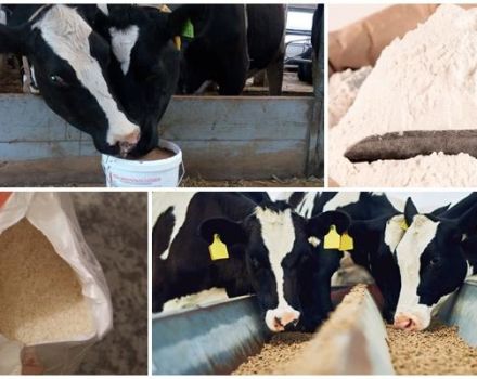 Types and composition of pelleted feed for calves, when to give