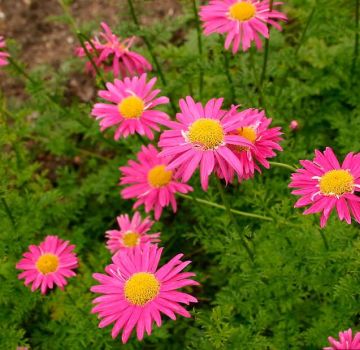 Plantar y cuidar el piretro, variedades de flores y reglas de cultivo.