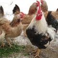 Description et caractéristiques complètes de la race de poulets de saumon de Zagorsk, les subtilités du contenu