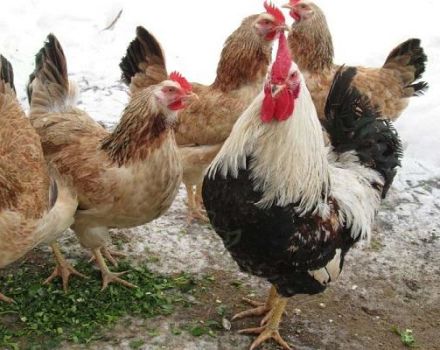 Description et caractéristiques complètes de la race de poulets de saumon de Zagorsk, les subtilités du contenu