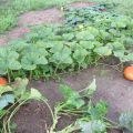 ¿Por qué caen las frutas de calabaza y los ovarios se vuelven amarillos en campo abierto en el jardín?