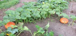 Pourquoi les fruits de citrouille tombent et les ovaires jaunissent en plein champ dans le jardin