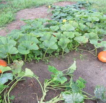 Why do pumpkin fruits fall and ovaries turn yellow in the open field in the garden