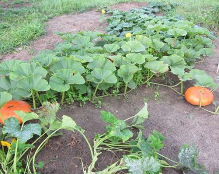 Waarom vallen pompoenvruchten en worden de eierstokken geel in het open veld in de tuin?