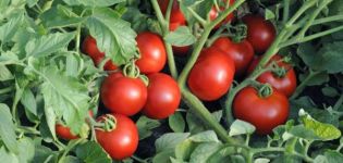 Description of the tomato variety Brush blow, its characteristics and cultivation