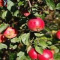 Description and characteristics, pros and cons of the Quinti apple variety and cultivation features