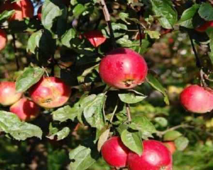 Description and characteristics, pros and cons of the Quinti apple varieties and cultivation features