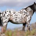 Description and characteristics of Appaloosa horses, features of maintenance and price