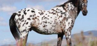 Penerangan dan ciri-ciri kuda Appaloosa, ciri kandungan dan harga