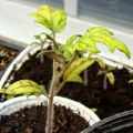 Reasons why tomato seedlings may turn yellow and what to do