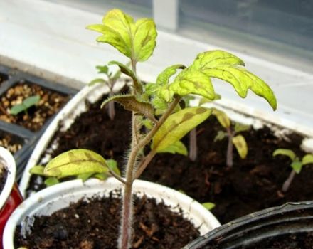 Raisons pour lesquelles les plants de tomates peuvent jaunir et que faire