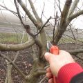 How to prune walnuts in spring, summer and autumn and rules for crown formation