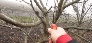 Comment tailler les noix au printemps, en été et en automne et règles pour la formation de la couronne