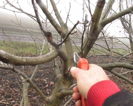 Cómo podar nueces en primavera, verano y otoño y reglas para la formación de la corona.