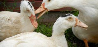 Pourquoi les canards se mordent-ils et se pincent-ils et que faire du cannibalisme