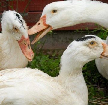 ¿Por qué los patos se muerden y pellizcan entre sí y qué hacer con el canibalismo?