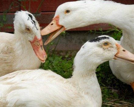 Why do ducks bite each other and pinch each other and what to do with cannibalism